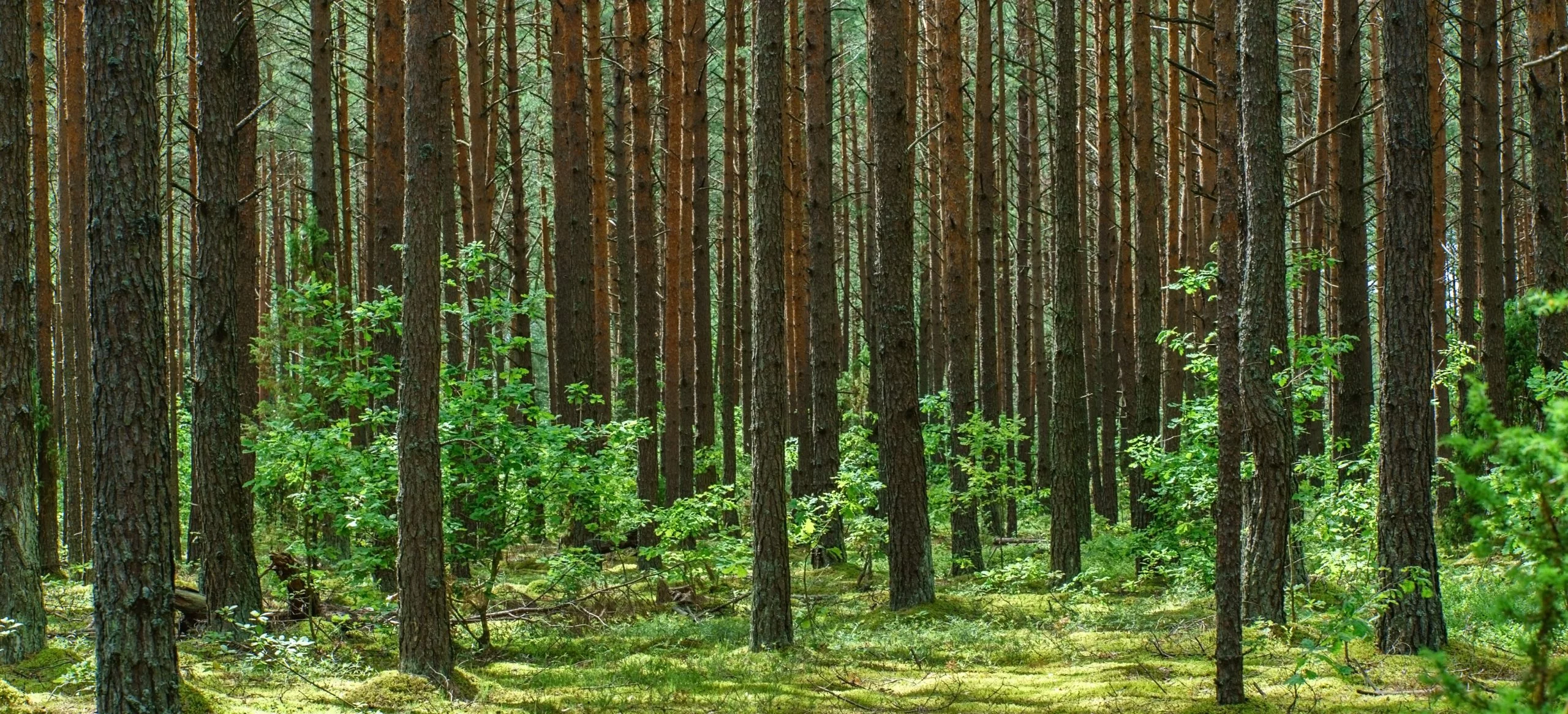 wood-1