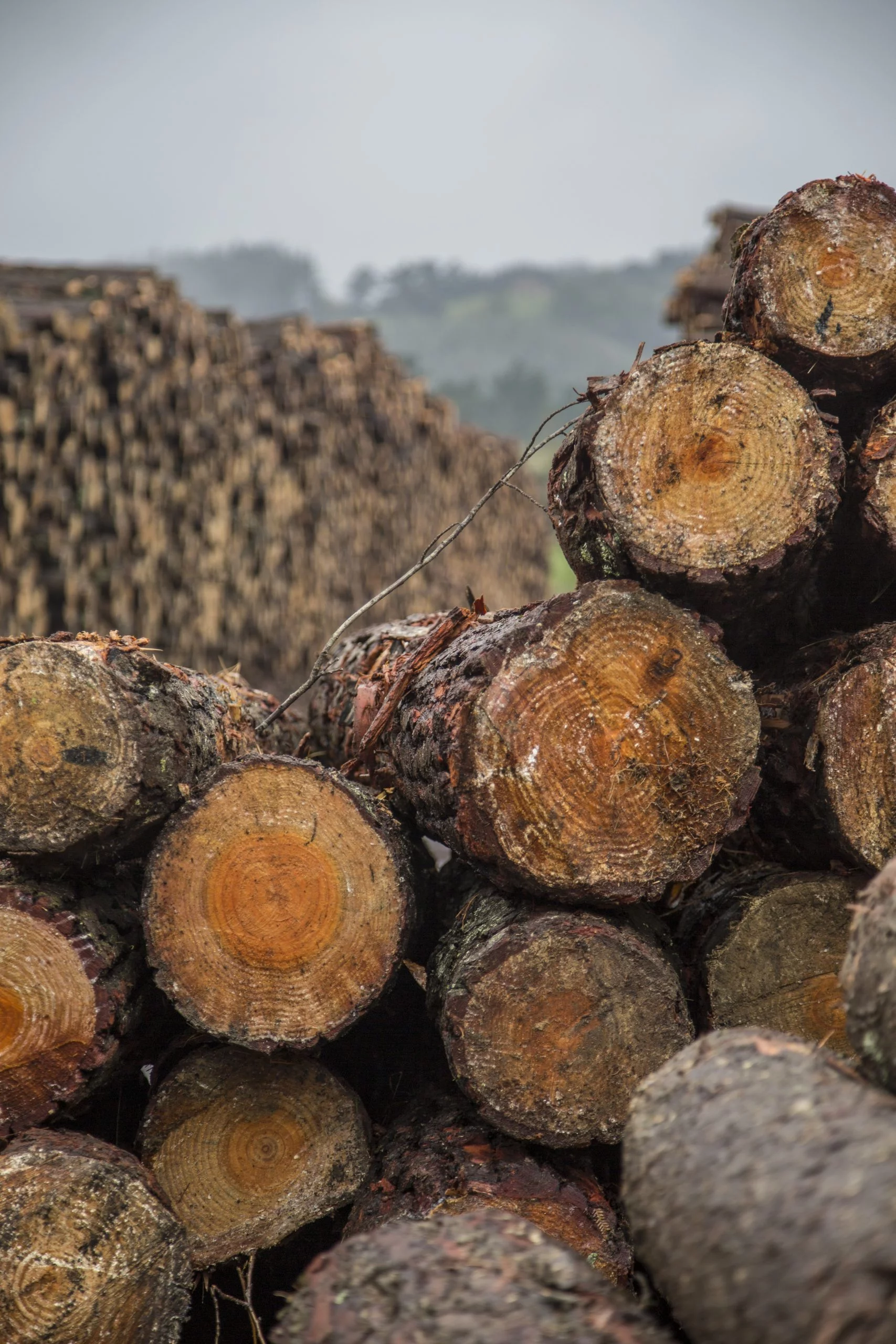 Eco-responsible wood from our pallets.